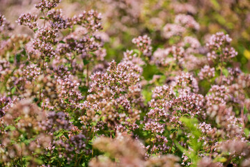 Obraz premium organic oregano in the garden