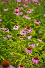 Purple coneflower flowers (Echinacea purpurea)