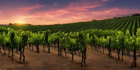 Fototapeta premium grape, vineyard, vine, wine, agriculture, fruit, grapes, bunch, food, leaf, green, harvest, ripe, nature, autumn, winery, plant, red, grapevine, purple, cluster, branch, berry, fresh, summer