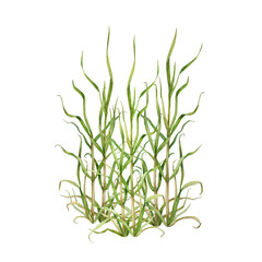 Cane grass hand drawn watercolor illustration. Green natural plant botanical image. Canebrake with green leaves. River, lake, meadow, field, shore grass element.