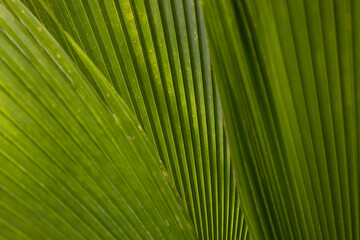 Obraz premium Detail of a folded palm leaf. Repeating pattern