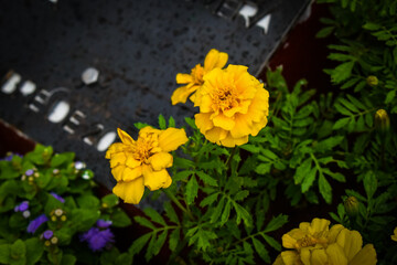 Flor amarela na chuva