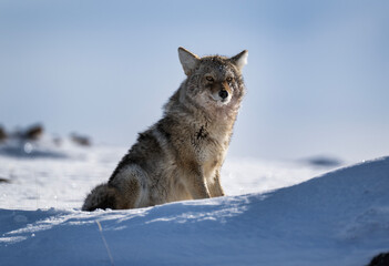 Yellowstone Coyote in middle of Winter