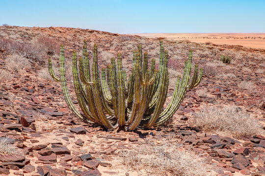 Cactus Euphorbiaceae or Euphorbia Virosa - Namib desert, Namibia