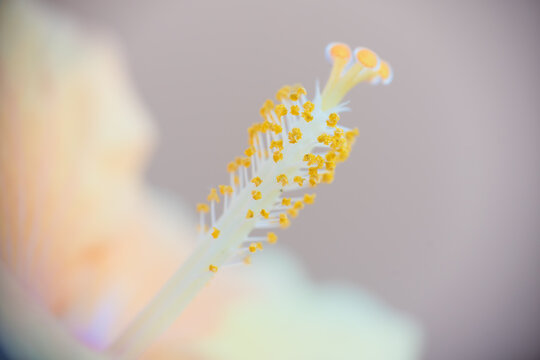 Close up of Hibiscus Rosa-Sinensis flower pollen