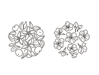 ひな人形の飾り（橘と桜の花）線画