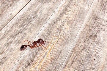 Red wild wood ant on floor