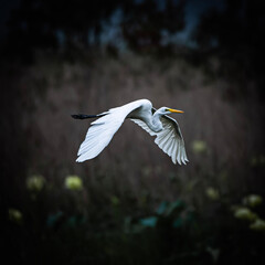 snowy egret in flight