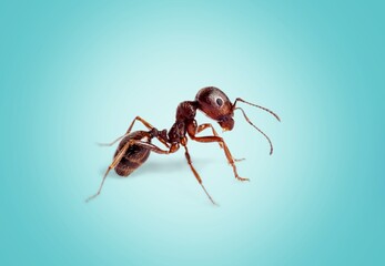 Red wild wood ant on floor