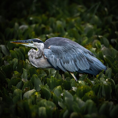 great blue heron