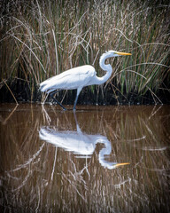 great blue heron