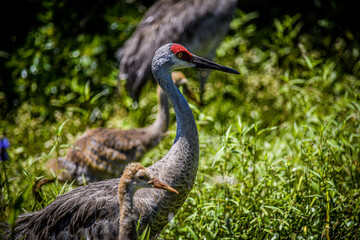 grey crowned crane