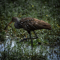 Limpkin