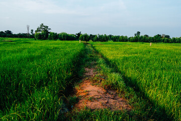 Fototapeta na wymiar beautiful green rice field