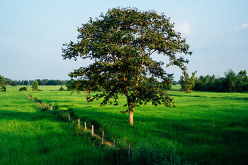 beautiful green rice field