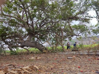 person in the forest