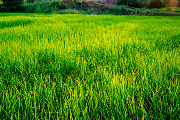beautiful green rice field