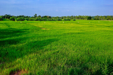 beautiful green rice field
