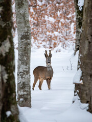 Portrait of a young male roe deer in the wild forest in winter season.  