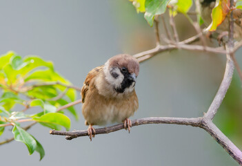 eurasian tree sparrow