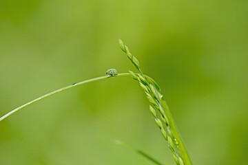 water drop on a grass blade, contemplative picture