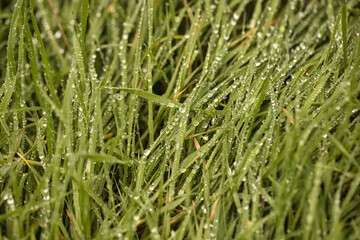Morning Dew on the Grass