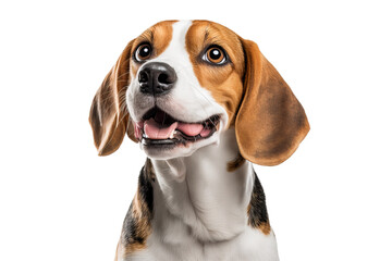 Most beautifu Beagle dog smiling on isolated on transparent background. Portrait of a cute Beagle dog.  Post-processed generative AI
