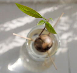 エコイメージ：新芽が伸びたアボカドの水耕栽培