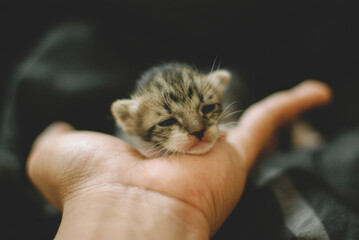 playing with cute newborn cat
