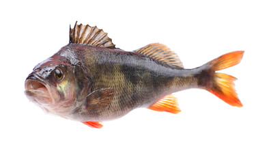 Fish perch  isolated on white