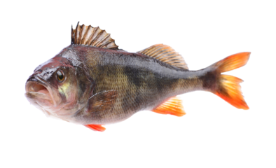 Fish perch  isolated on white