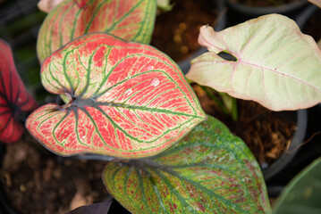 Colorful of Caladium leave for background. Colorful of Fancy Leaved Caladium,dot color leaf,colorful of leaf. Fancy Leaved Caladium. (Scientific Name:Caladium Bicolor)