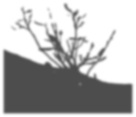 shadow transparent floral sunlight blur