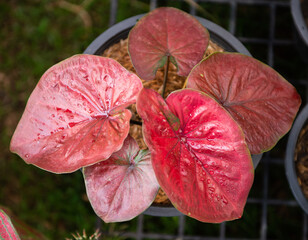 Colorful of Caladium leave for background. Colorful of Fancy Leaved Caladium,dot color leaf,colorful of leaf. Fancy Leaved Caladium. (Scientific Name:Caladium Bicolor)
