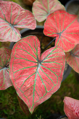 Colorful of Caladium leave for background. Colorful of Fancy Leaved Caladium,dot color leaf,colorful of leaf. Fancy Leaved Caladium. (Scientific Name:Caladium Bicolor)