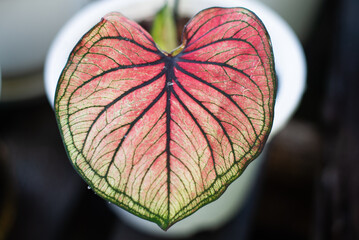 Colorful of Caladium leave for background. Colorful of Fancy Leaved Caladium,dot color leaf,colorful of leaf. Fancy Leaved Caladium. (Scientific Name:Caladium Bicolor)