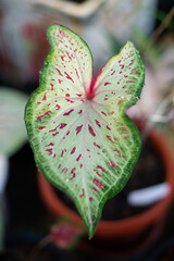Colorful of Caladium leave for background. Colorful of Fancy Leaved Caladium,dot color leaf,colorful of leaf. Fancy Leaved Caladium. (Scientific Name:Caladium Bicolor)
