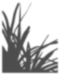 shadow transparent floral sunlight blur