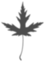 Obraz premium shadow transparent floral sunlight blur