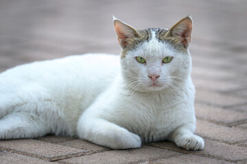 A stray cat in Abu Dhabi