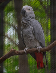 Grey parrot