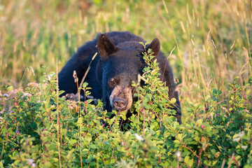 Wild Black Bear feeding on berries in Waterton National Park Alberta Canada.
