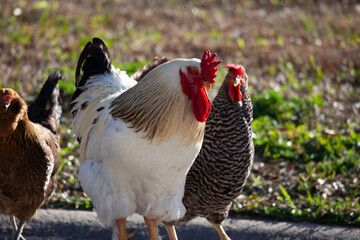 range chicken