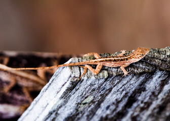 lizard on a stone