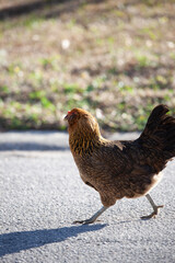chicken