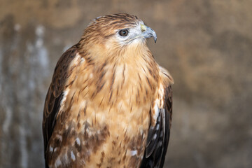 Close-up of a common buzzard
