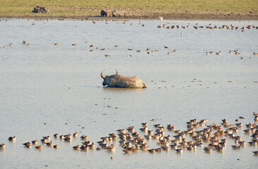 Lone male wild buffalo wallows in a forest wetland with migratory birds