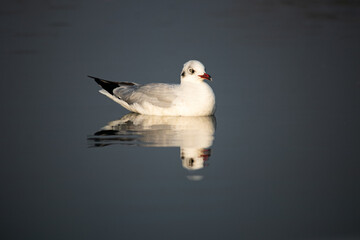 Seagull swimming in the water. Wild water birds. Maharashtra Seagull. Maharashtra birds. Maharashtra wildlife. 