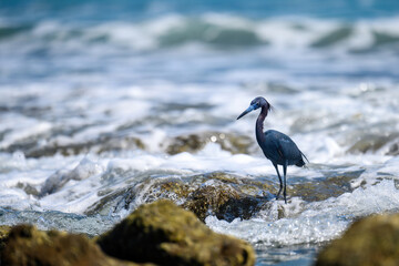 Close-up of a little blue heron at Bathtub Reef Beach, Stewart, Florida.