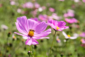 Pink and white gesanghua blooming in the spring sunshine.  A bee is collecting honey.  Landscape of Wanjiang Xidi Rd, Dongguan, China. 